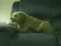 cachoro muito louco igual valmi
