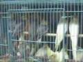 The Flower and Bird Markets in Hong Kong