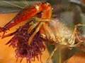 ザリガニがアカムシを食い隣ではアカハライモリが泳いでいる夜中