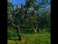 The Orchard - Bracken