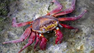 Crabes Galapagos