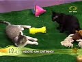 Adote um Gatinho no Pra Valer - TV Bandeirantes 04/04