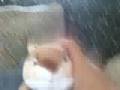 My New Webkinz!!! OMG!:D