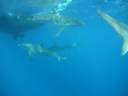 Shark Cage Diving.MPG Shark Cage Diving.MPG