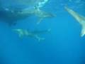 videos de Shark Cage Diving.MPG