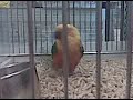 parrot.3GP