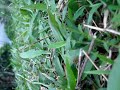 Leaf-Cutter Ant in Costa Rica