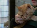 CATalyst 2009 Top 10 Cat-Friendly Cities