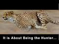 Run Cheetah, Run...