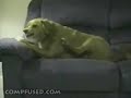 funny dog