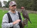 falconry Gyr/saker falcon in action
