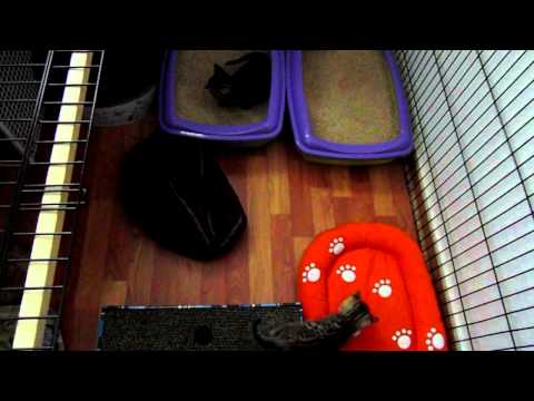 Das neue Kratzspielzeug