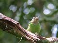 mountain barbet mountain barbet