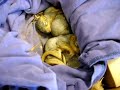 Baby Squirrels