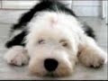 Old English sheepdog