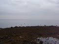 Manomet Point Seals on the Rocks
