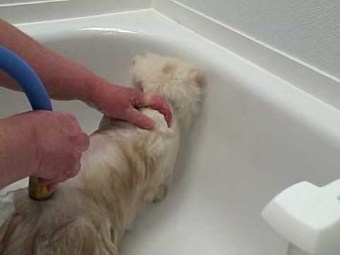 how to look after a cat properly