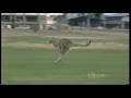 Management of kangaroos with a contraceptive