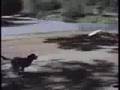 comedy13 afv comedy comedy13 afv comedy