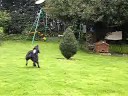 Frisbee dog