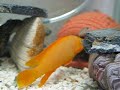 New born Neolamprologus leleupi baby5