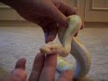 Albino Ball Pythons last shot of antibiotics! Albino Ball Pythons last shot of antibiotics!