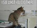 Cute cats