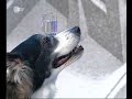 Hundewette