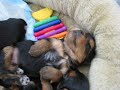 4/21/07 PUP-date