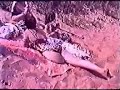 amputee ira little swallow 2
