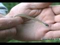 videos de Snakes of PA: Eastern ribbon snake - timesleader.com
