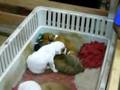 videos de goodnite puppies