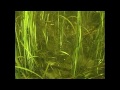 Подводная охота от Андрея Лагутина 3