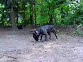 Nie kop ;P - Cerber (bullterrier)