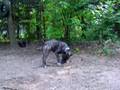 Nie kop ;P - Cerber (bullterrier)