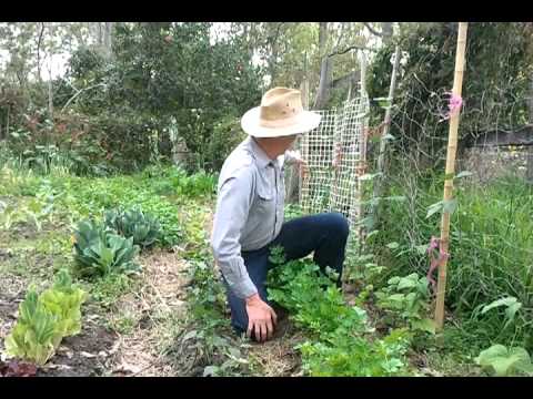 how to replant green beans