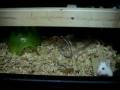 videos de African Soft Fur Rats or (asf rat)
