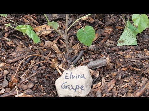 how to grow grapes in nm