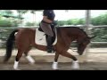 Caballo CDE , 6 años, Doma
