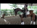 Caballo CDE , 6 años, Doma