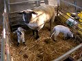 Cute November Lambs - They Need Names!