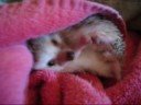 Prickles is a sleepybeauty Prickles is a sleepybeauty
