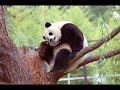 Panda dance