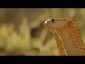 Трейлер документального фильма Сурикаты (The Meerkats)