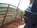 wildfire rollercoaster from the back seat