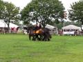 AMAZING HORSE PARADE!