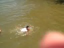 Joshua swam in Paw Paw Lake