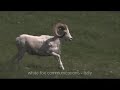 GOING NORTH trailer - ITALIAN VERSION