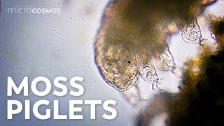 Misunderstood Moss Piglets
