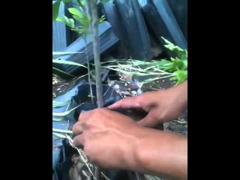how to transplant pecan trees